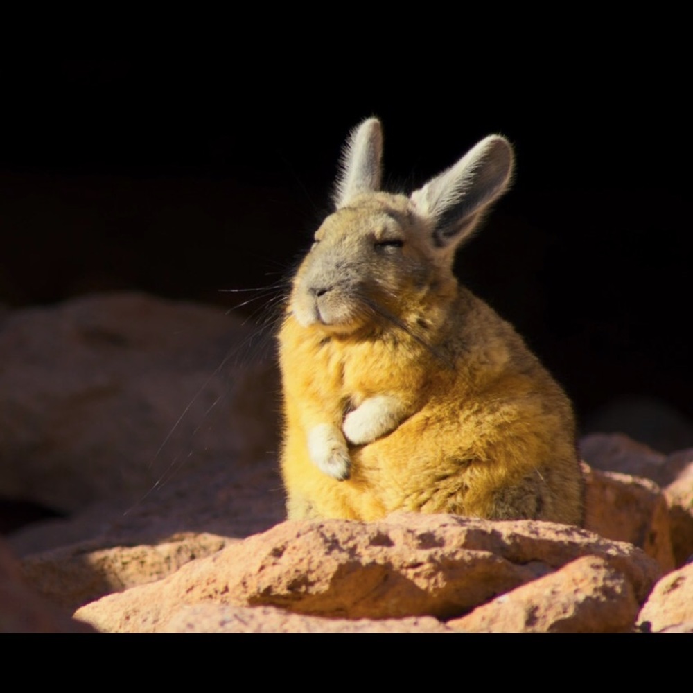 Meet your Posher, Lia